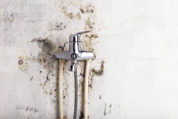 Best Affordable Mold Removal  in Bel Air South, MD
