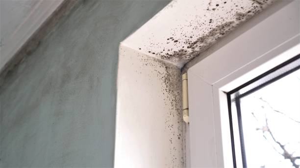 Best Toxic Mold Removal  in Bel Air South, MD