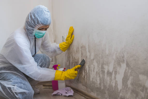 Mold Removal Process in Bel Air South, MD