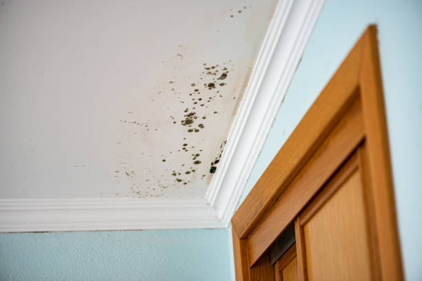 Best Local Mold Removal Service  in Bel Air South, MD