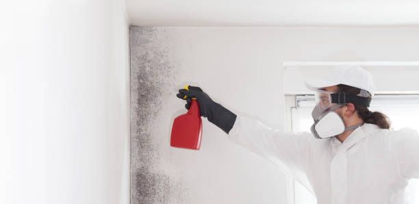 Best Certified Mold Removal  in Bel Air South, MD